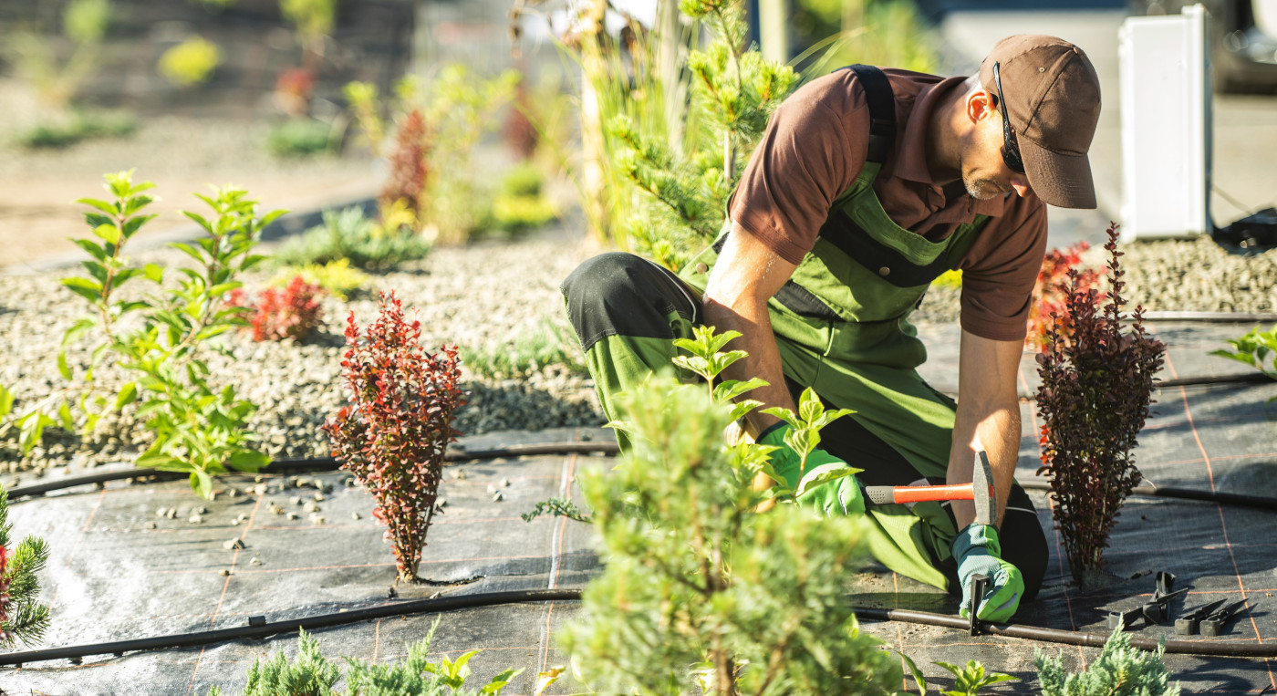 A landscape horticulturist dressed in work clothes is transplanting and adding plants to an outdoor garden or landscape area.