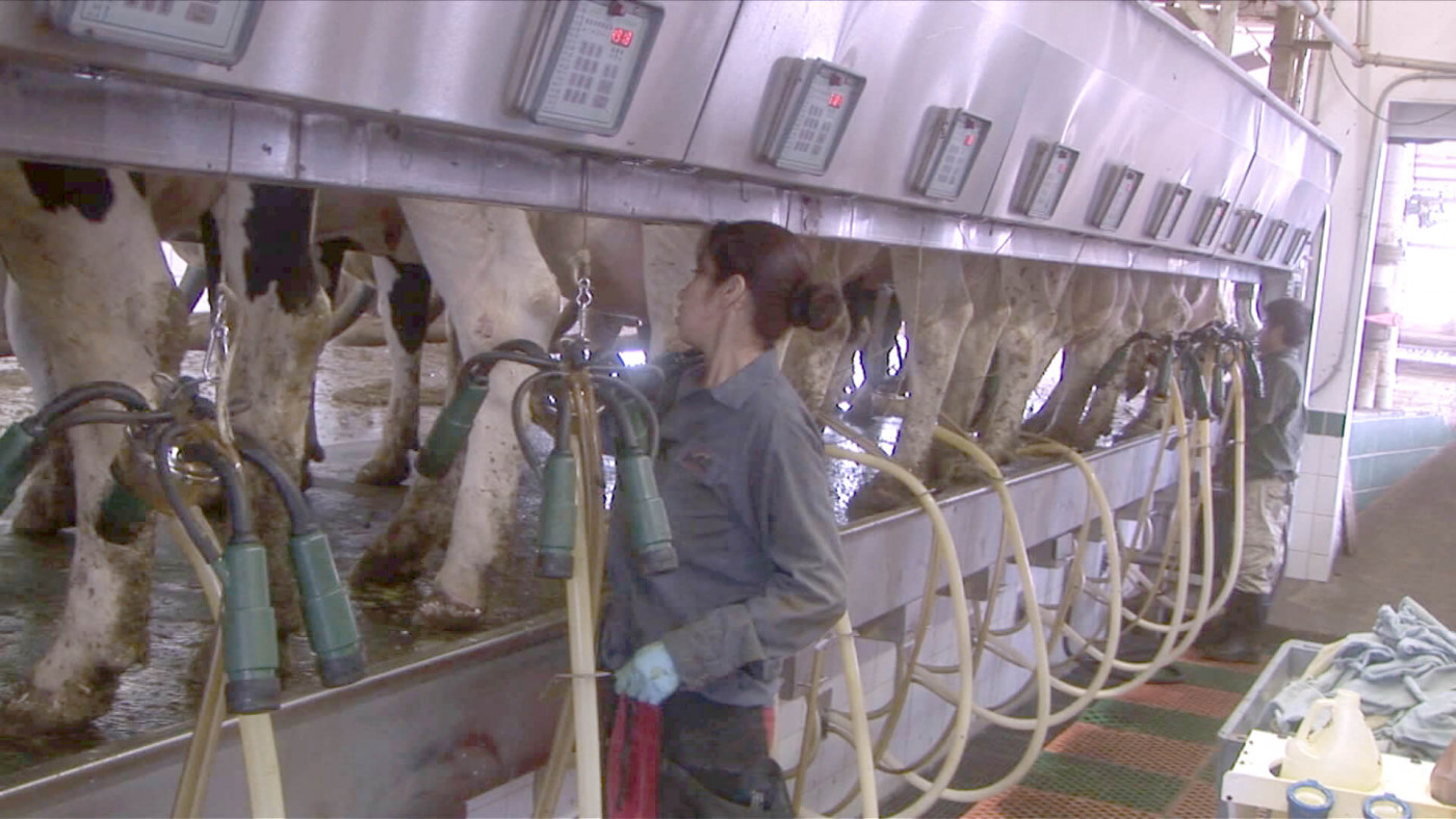 Women setting up milking machines to cow