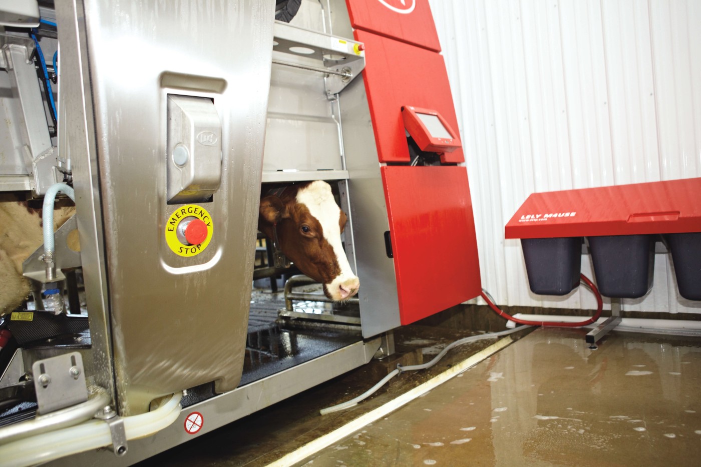 Cow standing in a milking machine