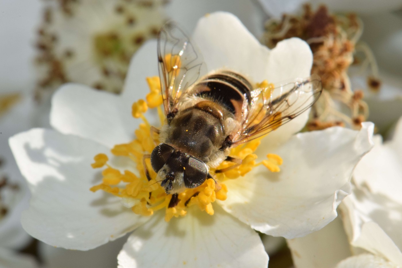 bee-pollinating-flower