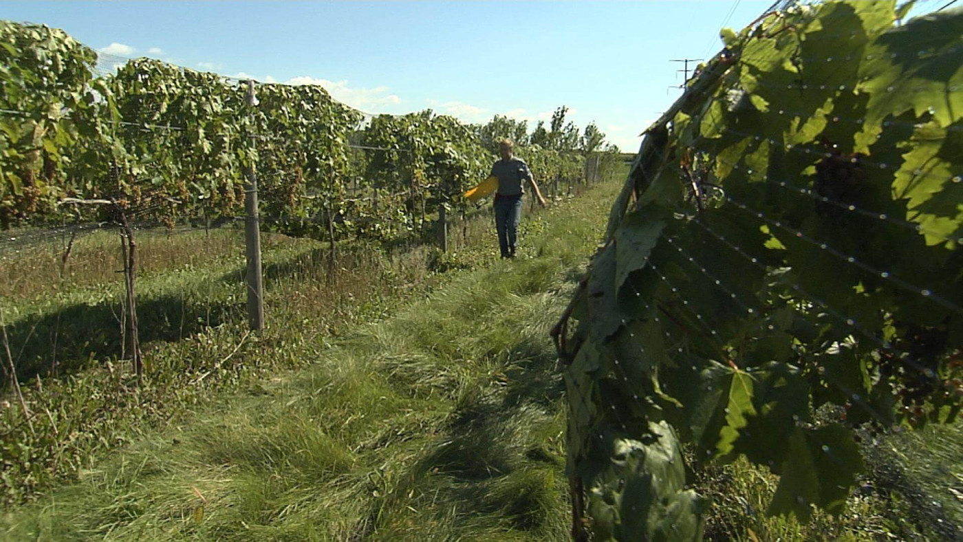 Vineyard Management Certificate